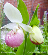 Cypripedium Ulla Silkens